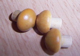 Miniatur  /  Pilze